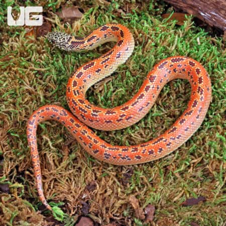 Baby Hypo Mosaic Brooks Kingsnake For Sale - Underground Reptiles