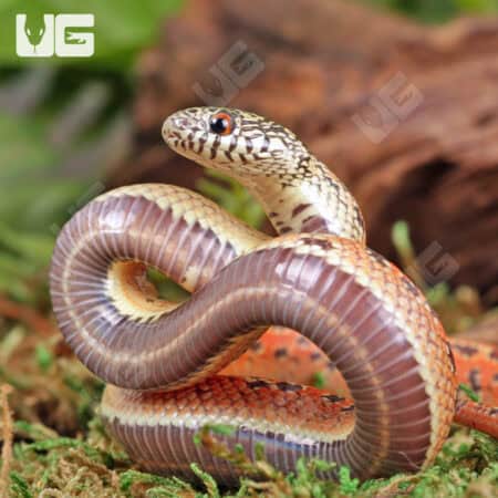 Baby Hypo Mosaic Brooks Kingsnake For Sale - Underground Reptiles