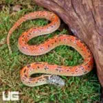 Baby Hypo Mosaic Brooks Kingsnake For Sale - Underground Reptiles