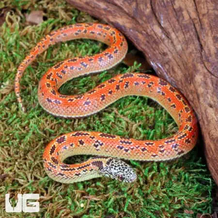 Baby Hypo Mosaic Brooks Kingsnake For Sale - Underground Reptiles