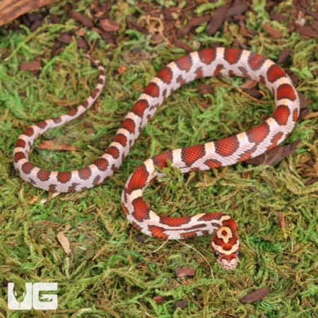 Baby Hypo Okeetee Het Anery Cornsnakes For Sale - Underground Reptiles