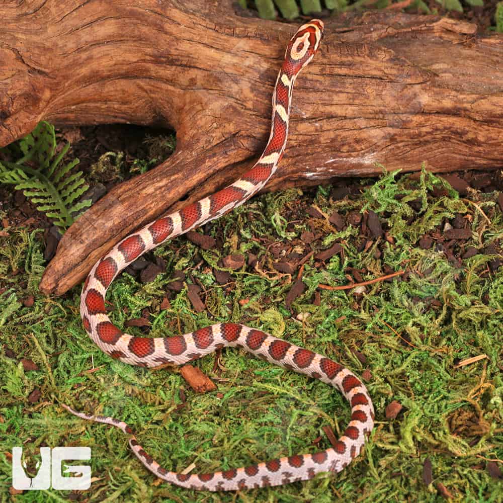 Baby Hypo Okeetee Het Anery Cornsnakes For Sale - Underground Reptiles