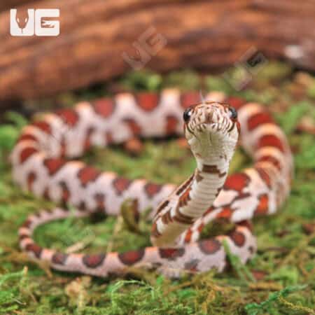 Baby Hypo Okeetee Het Anery Cornsnakes For Sale - Underground Reptiles