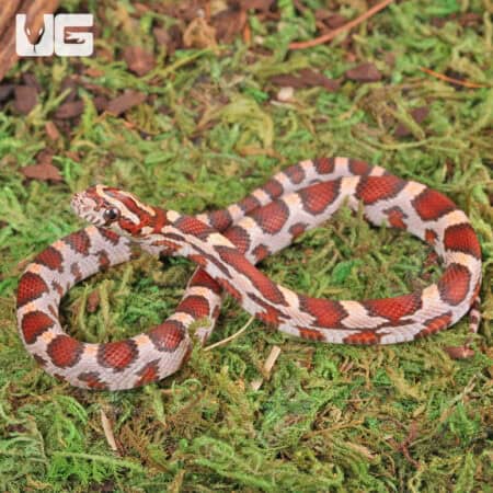 Baby Hypo Okeetee Het Anery Cornsnakes For Sale - Underground Reptiles