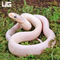 Leucistic Texas Ratsnakes (Pantherophis obsoletus) For Sale - Underground Reptiles