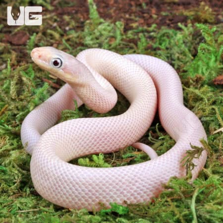 Leucistic Texas Ratsnakes (Pantherophis obsoletus) For Sale - Underground Reptiles