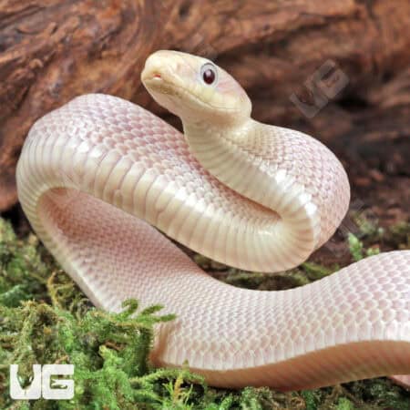 Leucistic Texas Ratsnakes (Pantherophis obsoletus) For Sale - Underground Reptiles