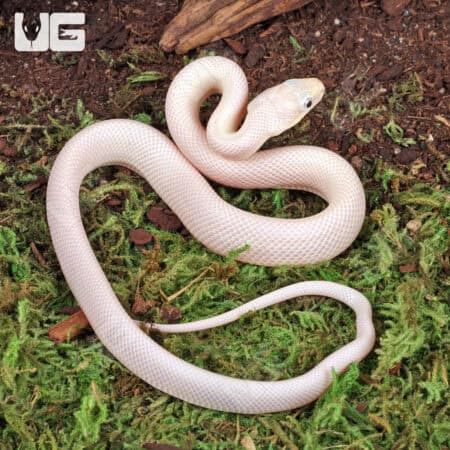 Leucistic Texas Ratsnakes (Pantherophis obsoletus) For Sale - Underground Reptiles