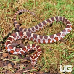 Baby Masque Het Scaleless Cornsnakes For Sale - Underground Reptiles