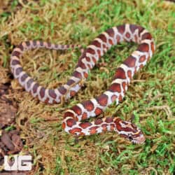 Baby Masque Het Scaleless Cornsnakes For Sale - Underground Reptiles