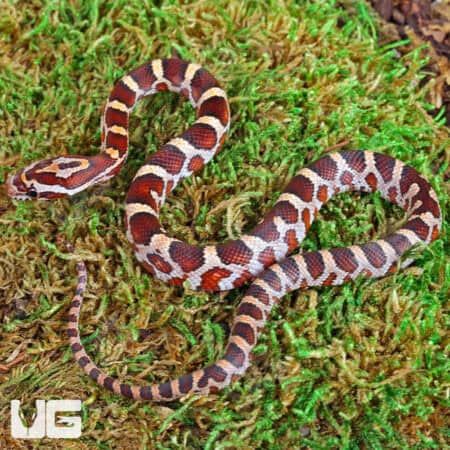 Baby Masque Het Scaleless Cornsnakes For Sale - Underground Reptiles