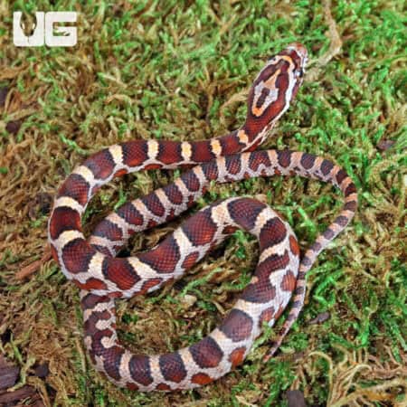 Baby Masque Het Scaleless Cornsnakes For Sale - Underground Reptiles