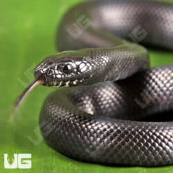 Baby mexican black Kingsnakes for sale - Underground Reptiles