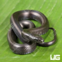 Baby mexican black Kingsnakes for sale - Underground Reptiles