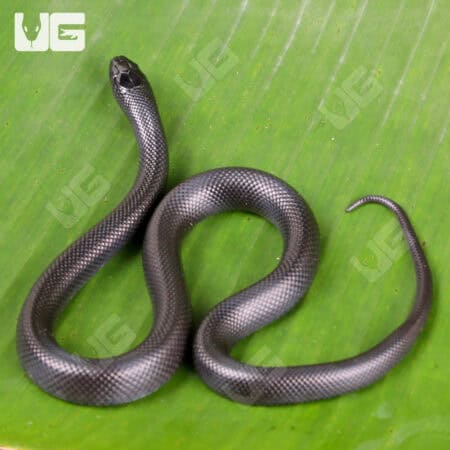 Baby mexican black Kingsnakes for sale - Underground Reptiles