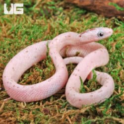 Baby Palmetto Cornsnake For Snake - Underground Reptiles