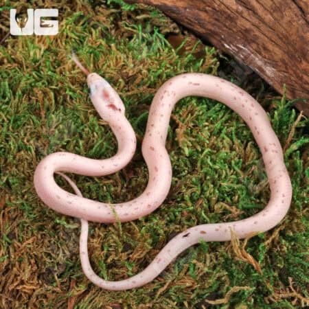 Baby Palmetto Cornsnake For Snake - Underground Reptiles