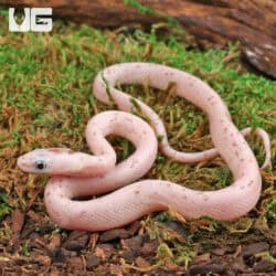 Baby Palmetto Cornsnake For Snake - Underground Reptiles