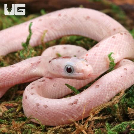 Baby Palmetto Cornsnake For Snake - Underground Reptiles