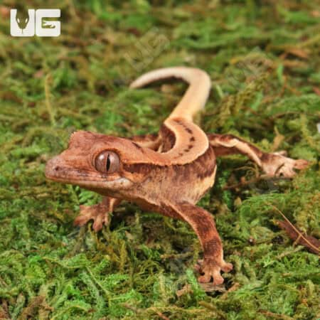 Baby Pinstripe Lilly White Crested Geckos For Sale - Underground Reptiles