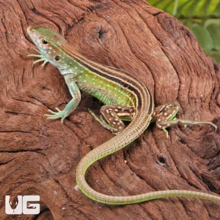 Rainbow Whiptail Lizards (Cnemidophorus lemniscatus) For Sale - Underground Reptiles