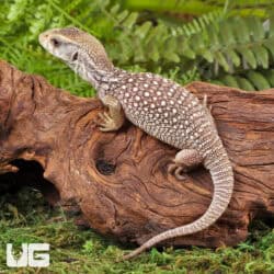 Baby Savannah Monitors For Sale - Underground Reptiles