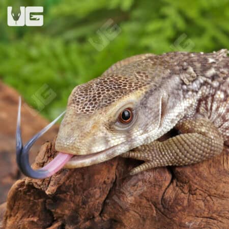 Baby Savannah Monitors For Sale - Underground Reptiles