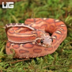 Baby Scaleless Classic Cornsnakes For Sale - Underground Reptiles