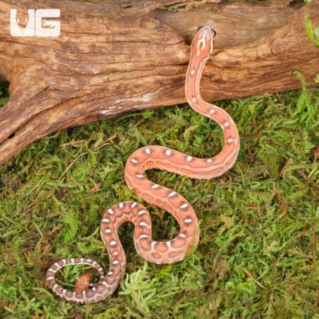Baby Scaleless Classic Cornsnakes For Sale - Underground Reptiles