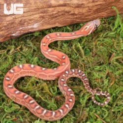 Baby Scaleless Classic Cornsnakes For Sale - Underground Reptiles