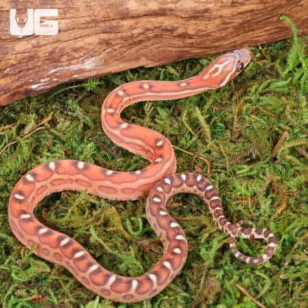 Baby Scaleless Classic Cornsnakes For Sale - Underground Reptiles