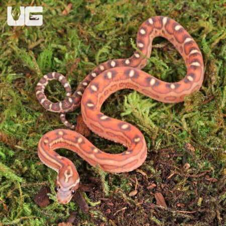 Baby Scaleless Classic Cornsnakes For Sale - Underground Reptiles