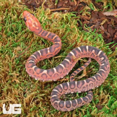 Baby Scaleless Masque Cornsnakes For Sale - Underground Reptiles