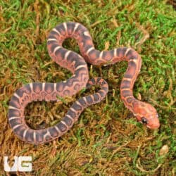 Baby Scaleless Masque Cornsnakes For Sale - Underground Reptiles