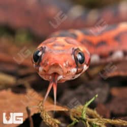 Baby Scaleless Masque Cornsnakes For Sale - Underground Reptiles