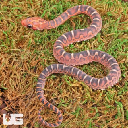 Baby Scaleless Masque Cornsnakes For Sale - Underground Reptiles