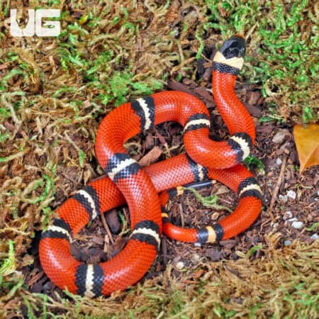 Baby Sinaloan Milksnakes For Sale - Underground Reptiles