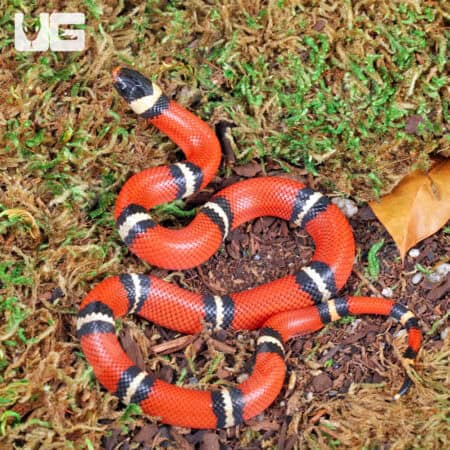 Baby Sinaloan Milksnakes For Sale - Underground Reptiles