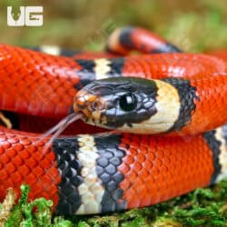 Baby Sinaloan Milksnakes For Sale - Underground Reptiles