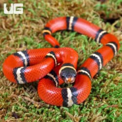 Baby Sinaloan Milksnakes For Sale - Underground Reptiles