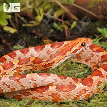 Baby Strawberry Cornsnakes For Sale - Underground Reptiles