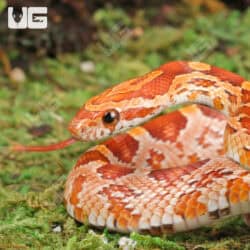 Baby Strawberry Cornsnakes For Sale - Underground Reptiles