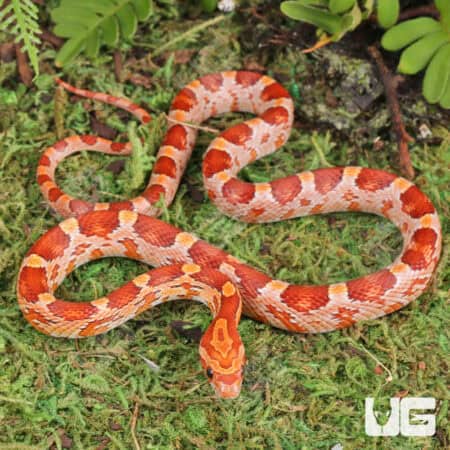 Baby Strawberry Cornsnakes For Sale - Underground Reptiles