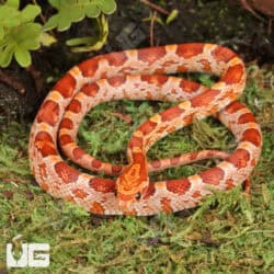 Baby Strawberry Cornsnakes For Sale - Underground Reptiles