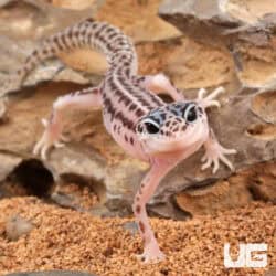 Baby Super Snow Leopard Gecko For Sale - Underground Reptiles