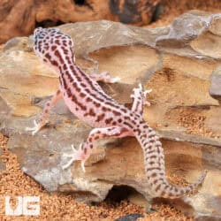 Baby Super Snow Leopard Gecko For Sale - Underground Reptiles