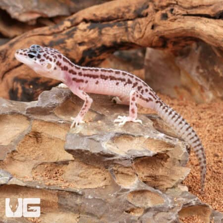 Baby Super Snow Leopard Gecko For Sale - Underground Reptiles