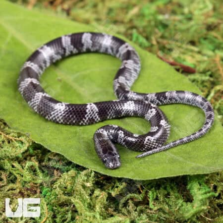 Baby African Wolf Snakes (Lycophidion capense) For Sale - Underground Reptiles