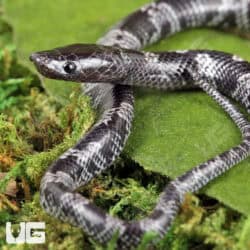 Baby African Wolf Snakes (Lycophidion capense) For Sale - Underground Reptiles