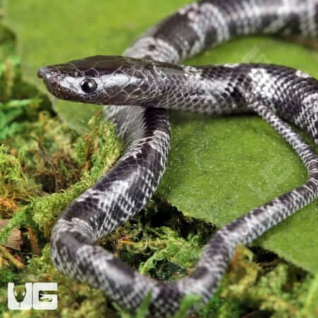 Baby African Wolf Snakes (Lycophidion capense) For Sale - Underground Reptiles